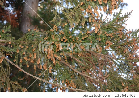 雪松樹 雪松花粉 雪松樹 雪松花粉 136642405