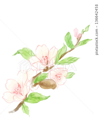 Hand drawn line art illustration of blooming almond flowers 136642458