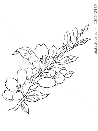 Hand drawn line art illustration of blooming almond flowers 136642459