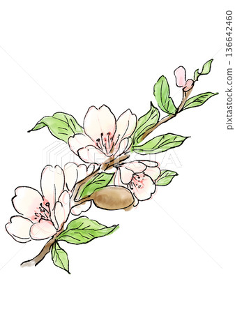Hand drawn line and watercolor illustration of blooming almond blossoms 136642460