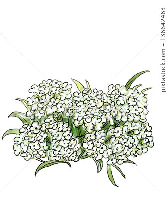 Hand drawn line and watercolor illustration of blooming white Assam flowers 136642463
