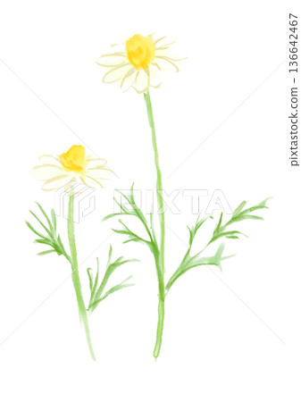 Hand-painted watercolor illustration of blooming chamomile flowers 136642467