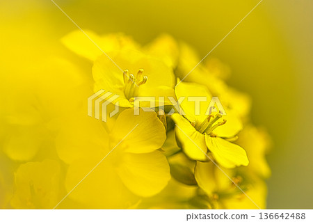 隨著春天的臨近，油菜花和石竹將在花壇中盛開。 136642488