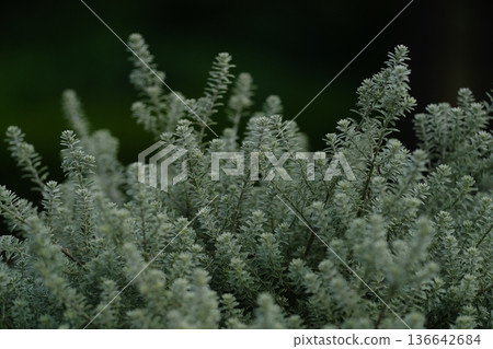 Westlingia (Australian rosemary) Westlingia (Australian rosemary) 136642684