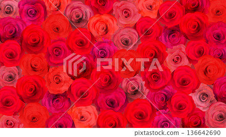 red rose background red rose background 136642690