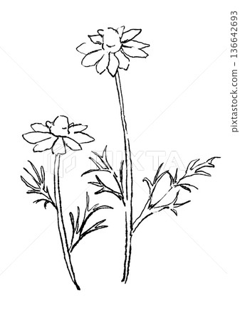 Hand drawn line art illustration of blooming chamomile flowers Hand drawn line art illustration of blooming chamomile flowers 136642693