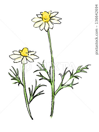 手繪線條水彩插圖，描繪了盛開的洋甘菊花。 136642694