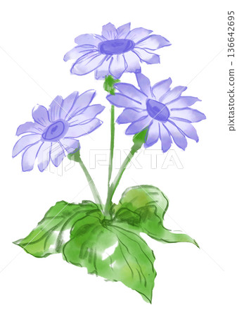 Hand-painted watercolor illustration of a blooming purple cineraria flower Hand-painted watercolor illustration of a blooming purple cineraria flower 136642695