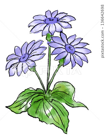Hand drawn line and watercolor illustration of a blooming purple cineraria flower 136642698