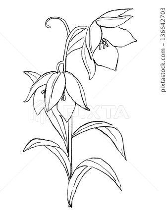 手繪線條藝術插圖，描繪了盛開的貝母花 136642703