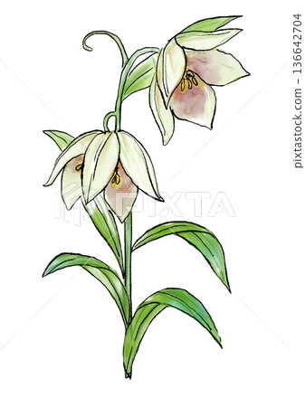 手繪線條水彩插圖，描繪了盛開的貝母花 136642704