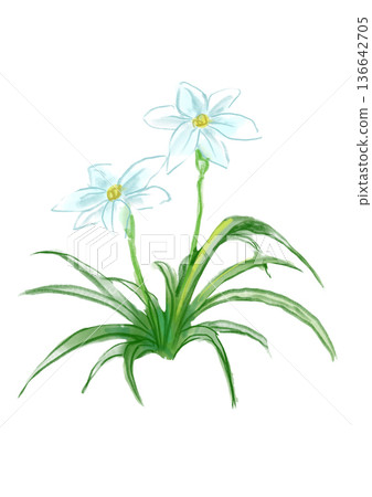 手繪水彩插畫，描繪了盛開的鈴蘭花。 136642705