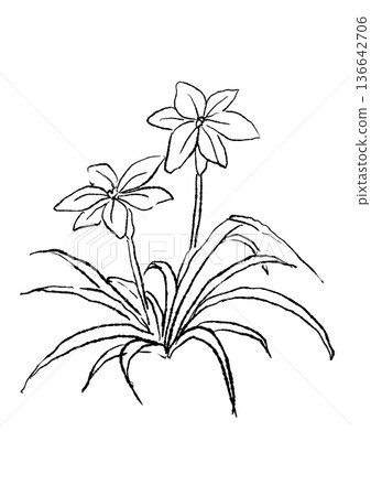 手繪線條畫，描繪了盛開的鈴蘭花。 136642706