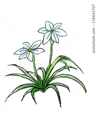 手繪線條水彩插圖，描繪了盛開的鈴蘭花。 136642707