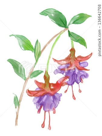 Hand-painted watercolor illustration of blooming red and purple fuchsia flowers Hand-painted watercolor illustration of blooming red and purple fuchsia flowers 136642708