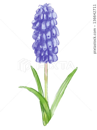 手繪水彩插畫，描繪了盛開的紫色風信子花。 136642711