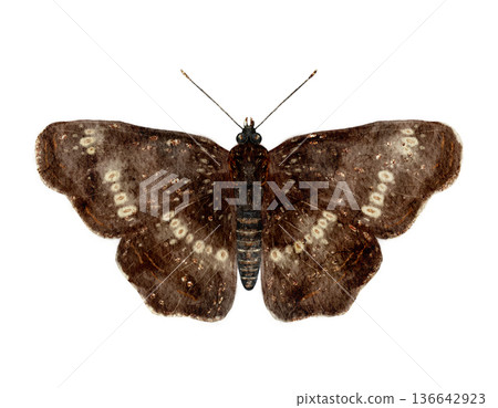 Beautifully Crafted Watercolor Image Of Moth Emphasizing Complex Wing Designs And Vintage Color Palette 136642923