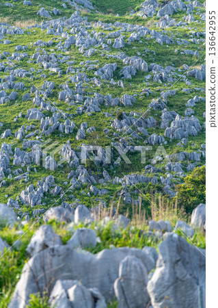 The limestone rocks of Akiyoshidai sparkling in the sunlight A dense karst landscape 136642955
