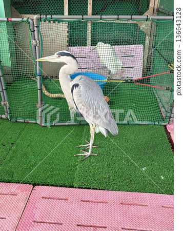 一隻灰鷺在千葉縣市川市的野生鳥類醫院獲救 一隻灰鷺在千葉縣市川市的野生鳥類醫院獲救 136643128