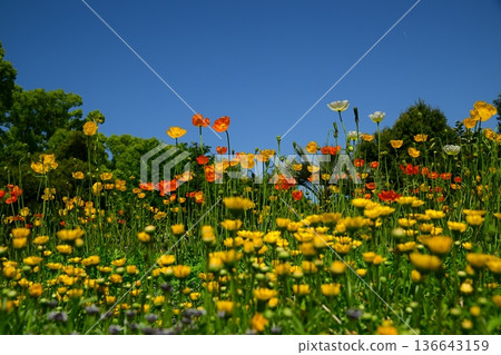 陽光明媚的日子裡的罌粟花田 136643159