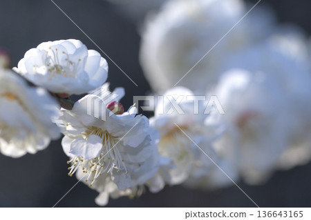 White plum blossoms in full bloom on the branches as spring arrives White plum blossoms in full bloom on the branches as spring arrives 136643165