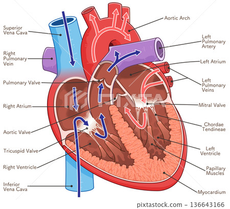 Illustration of a cross section of the heart Illustration of a cross section of the heart 136643166