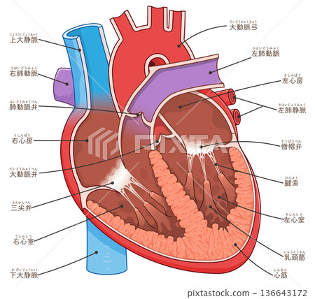 Illustration of a cross section of the heart Illustration of a cross section of the heart 136643172