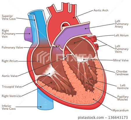 Illustration of a cross section of the heart Illustration of a cross section of the heart 136643173