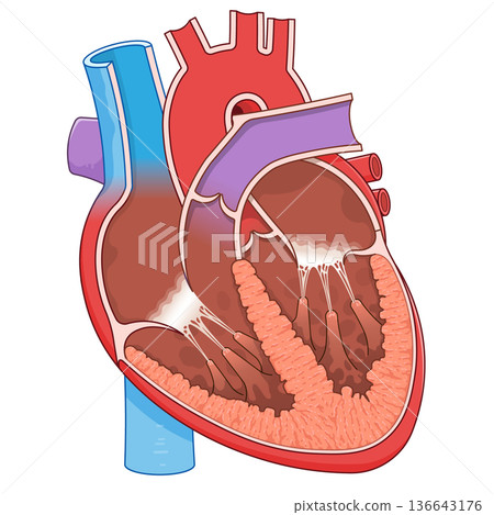 Illustration of a cross section of the heart Illustration of a cross section of the heart 136643176