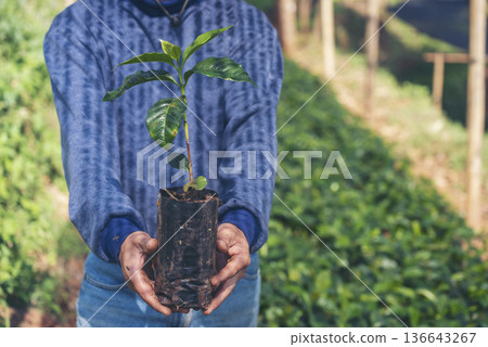 Smart farmer checking plant in eco green farm sustainable quality control. Close up Hand check quality control plant tree. Farmer cultivated planting in eco Farmland biotechnology. Green agriculture 136643267