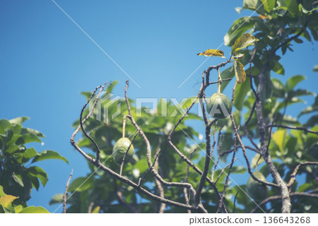 Avocado tree green plant healthy fruit farm. Smart farmer growing plant in eco green farm sustainable quality control. Avocado fruit Farm planting in eco Farmland biotechnology. Fruit organic farm 136643268