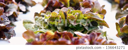 Banner fresh Red Oak Leaf Lettuce organic hydroponic vegetable plantation produce red salad hydroponic farm. Panorama red oak lettuce salad in Organic Farm. Salad farm vegetable with copy space Banner fresh Red Oak Leaf Lettuce organic hydroponic vegetable plantation produce red salad hydroponic farm. Panorama red oak lettuce salad in Organic Farm. Salad farm vegetable with copy space 136643271