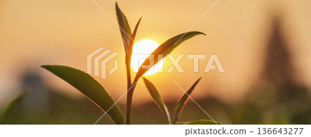 Banner Green tea tree leaves camellia sinensis organic farm sunlight. Panorama Fresh young tender bud herbal farm in morning. Banner Sunlight Green tea tree plant. Wide Green Tea Tree with copy space 136643277