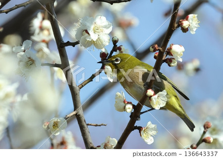 二月中旬,公園裡出現了一種野生鳥類-日本繡眼鳥。它尖銳的喙和眼眶前終止的白色眼圈,使它看起來異常嚴肅。 二月中旬,公園裡出現了一種野生鳥類-日本繡眼鳥。它尖銳的喙和眼眶前終止的白色眼圈,使它看起來異常嚴肅。 136643337