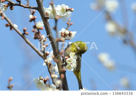 Wildlife: A Japanese white-eye in a park in mid-February. It licks the nectar of plum blossoms. It likes nectar from various flowers, not just plum blossoms. Wildlife: A Japanese white-eye in a park in mid-February. It licks the nectar of plum blossoms. It likes nectar from various flowers, not just plum blossoms. 136643338