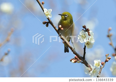 野生動物:二月中旬,公園裡的日本繡眼鳥。它胸部到腹部的顏色變化非常美麗。 野生動物:二月中旬,公園裡的日本繡眼鳥。它胸部到腹部的顏色變化非常美麗。 136643339