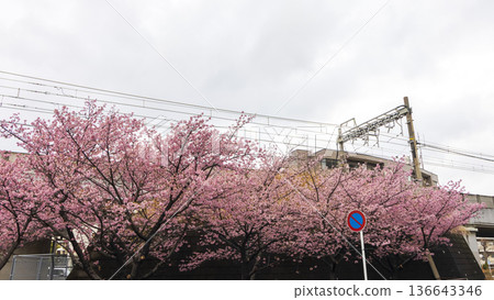 在Miura海岸的Kawazu櫻桃樹 136643346