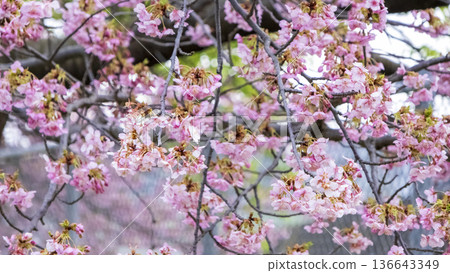 在Miura海岸的Kawazu櫻桃樹 在Miura海岸的Kawazu櫻桃樹 136643349