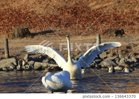 Swans at Karasugamori Pond in Shimotsuke City 136643370