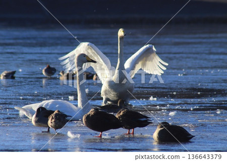 Swans at Karasugamori Pond in Shimotsuke City Swans at Karasugamori Pond in Shimotsuke City 136643379