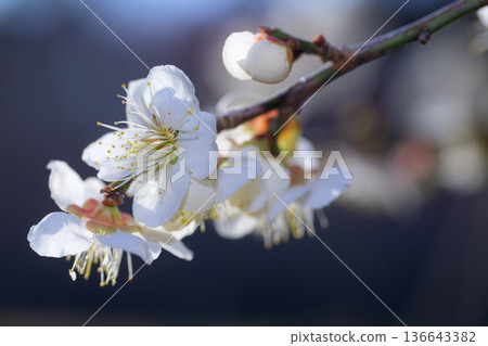 White plum blossoms and buds blooming in the spring light White plum blossoms and buds blooming in the spring light 136643382