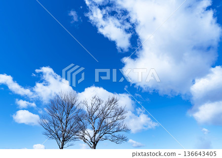 Winter sky, clouds and trees Winter sky, clouds and trees 136643405