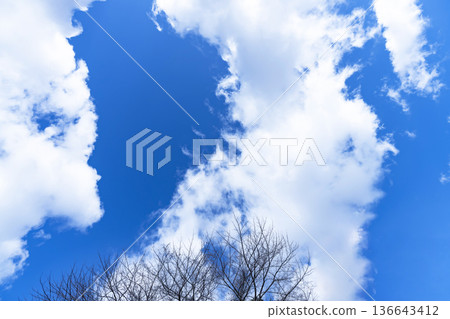 Winter sky, clouds and trees 136643412