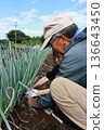 Family harvesting green onions 136643450