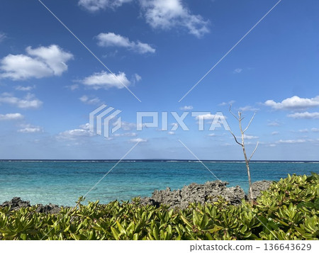 鹿兒島縣與論島美麗的海洋和熱帶風光 | 擁有清澈海灘的偏遠島嶼的絕美照片 鹿兒島縣與論島美麗的海洋和熱帶風光 | 擁有清澈海灘的偏遠島嶼的絕美照片 136643629