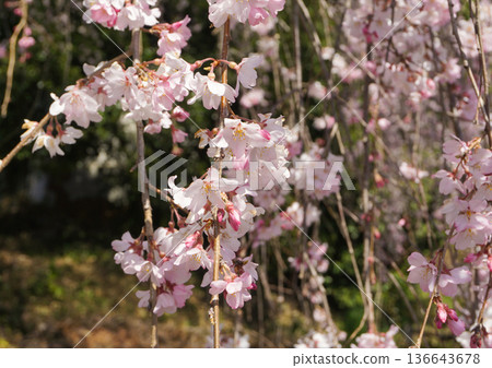 Beautiful pale pink weeping cherry blossoms Beautiful pale pink weeping cherry blossoms 136643678