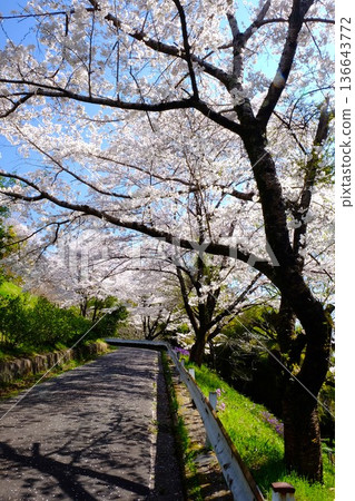 Cherry blossoms on a road [Tsukui, Sagamihara City, April] 136643772