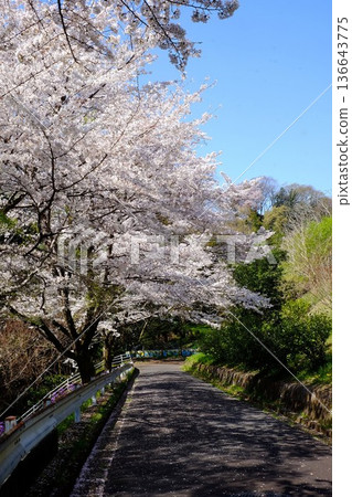 Cherry blossoms bloom on the slopes [Tsukui, Sagamihara City, April] 136643775