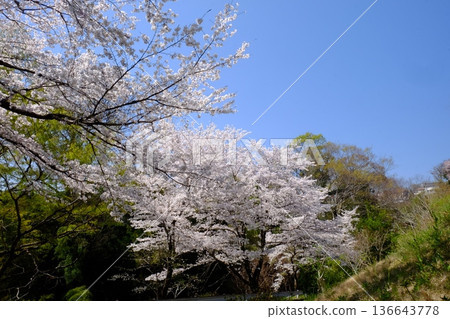 Cherry blossoms blooming on a hillside [Tsukui, Sagamihara City, April] 136643778