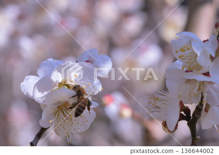 A honeybee wanders from flower to flower among the white plum blossoms in full bloom. A honeybee wanders from flower to flower among the white plum blossoms in full bloom. 136644002